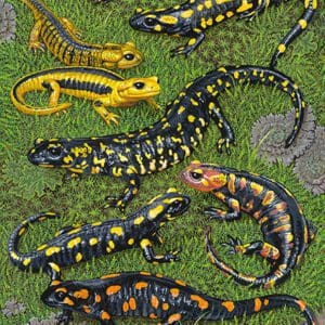 A group of different types of lizards on the grass.