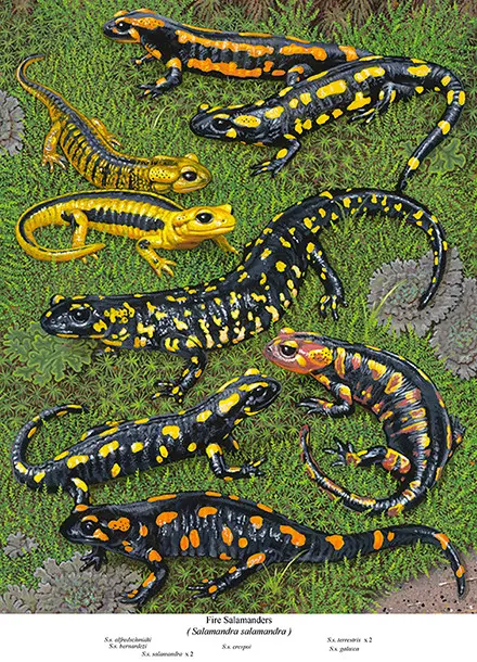 A group of different types of lizards on the grass.