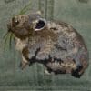 A rabbit with long hair and a green patch on its face.