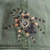 A spider with orange and black spots on it's back.