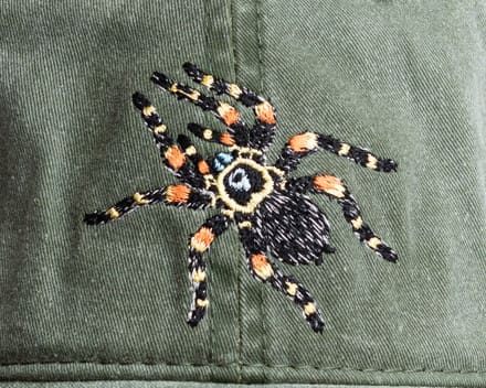 A spider with orange and black spots on it's back.
