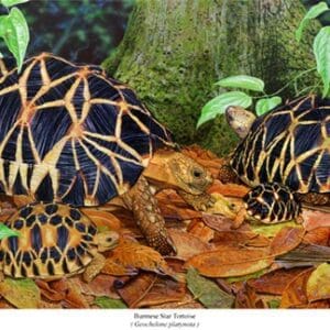 A group of tortoises sitting on top of leaves.