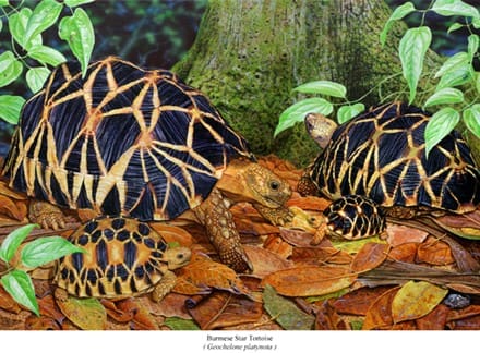 A group of tortoises sitting on top of leaves.