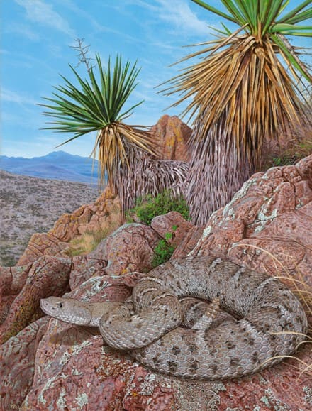 A painting of a desert plant and rocks