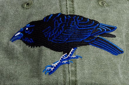 A black bird with blue feathers on it's back.