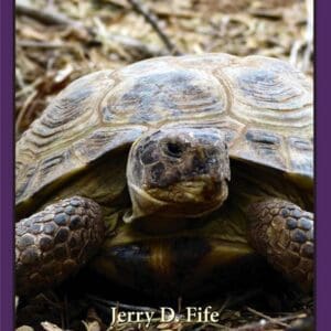 A turtle is sitting in the dirt and looking up.