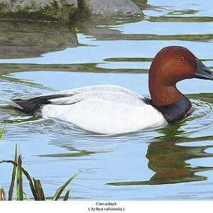 A duck swimming in the water near some plants.