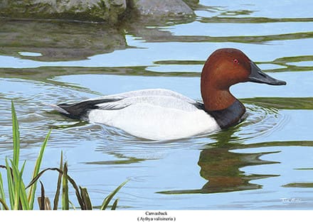 A duck swimming in the water near some plants.