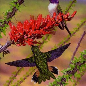 A hummingbird and a humming bird in flight.