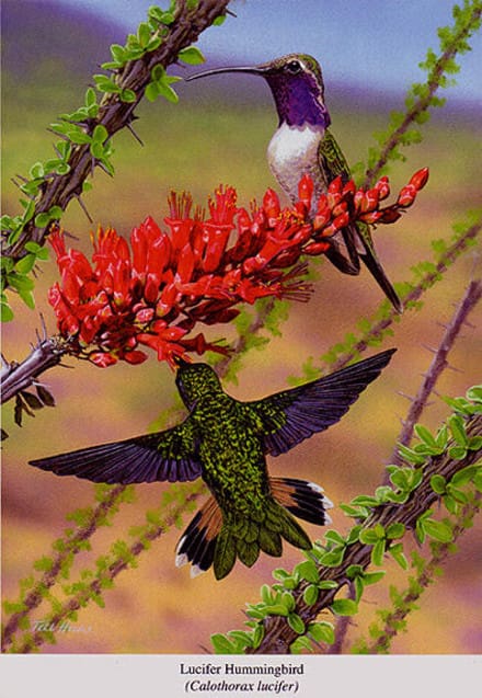 A hummingbird and a humming bird in flight.