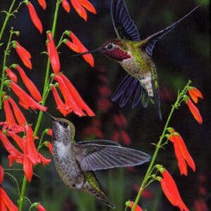 Two hummingbirds are flying around a flower.