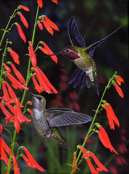 Two hummingbirds are flying around a flower.