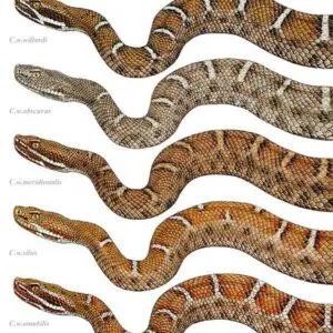 A number of different types of snakes are shown.