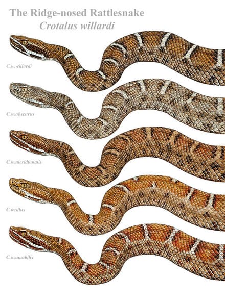 A number of different types of snakes are shown.