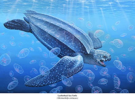 A painting of a sea turtle swimming in the ocean.