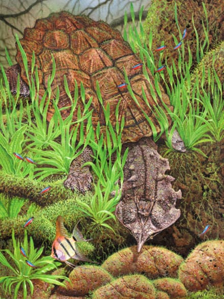 A painting of plants and rocks in the forest.