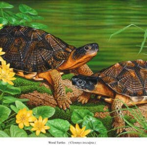 Two turtles are sitting on the grass near yellow flowers.