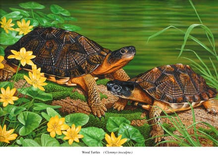 Two turtles are sitting on the grass near yellow flowers.