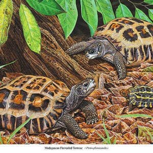 A painting of two turtles in the dirt