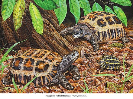 A painting of two turtles in the dirt