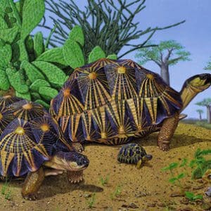 A painting of two tortoises in the desert.