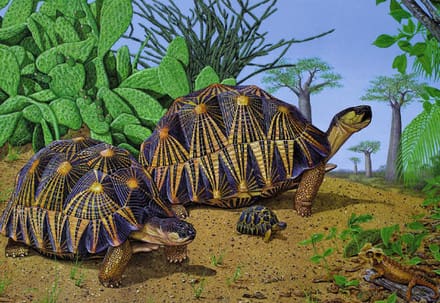 A painting of two tortoises in the desert.