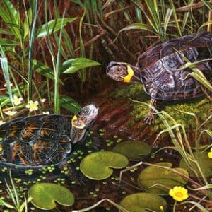 A painting of two turtles in the water