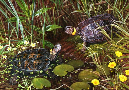 A painting of two turtles in the water