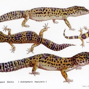 A group of lizards that are standing up.
