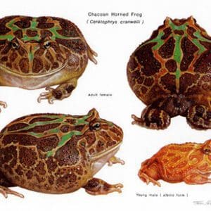 A group of four different types of frogs.
