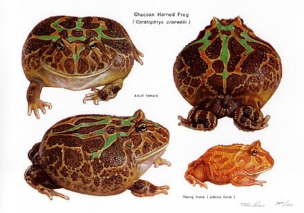 A group of four different types of frogs.