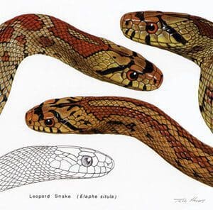 A drawing of two snakes and an image of the same snake.