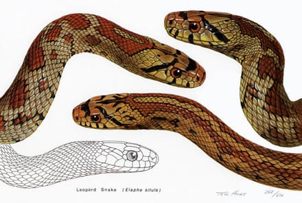 A drawing of two snakes and an image of the same snake.