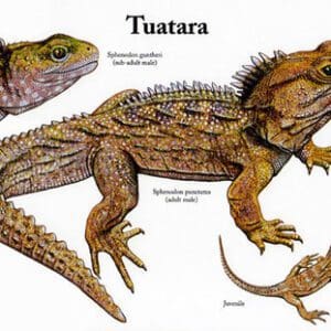 A picture of some different types of lizards.