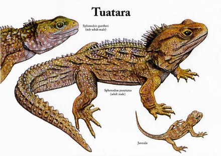 A picture of some different types of lizards.