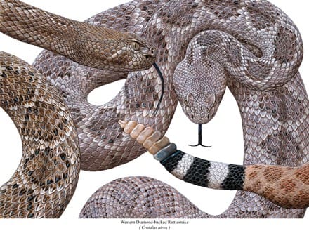 western diamondback rattlesnake