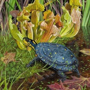 A turtle is in the water near some flowers.