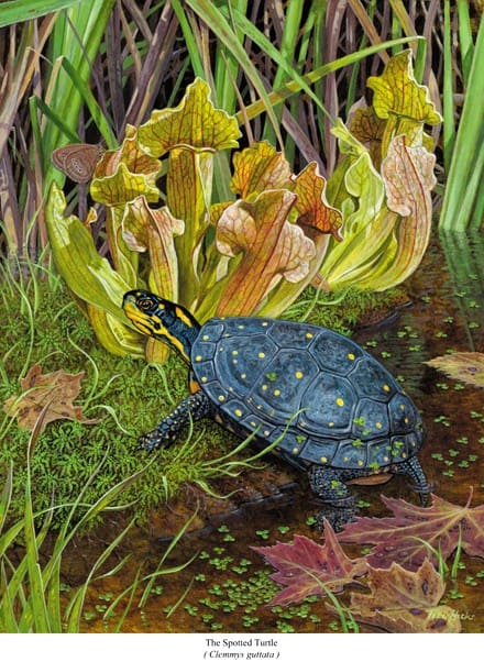 A turtle is in the water near some flowers.