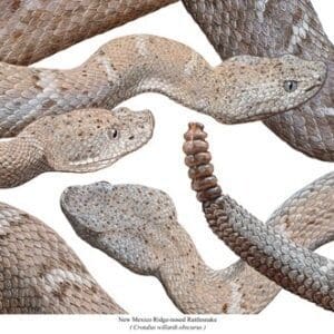 A group of snakes that are sitting in the dirt.