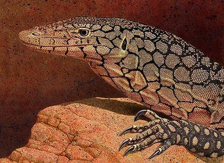 A lizard is sitting on the ground next to some rocks.