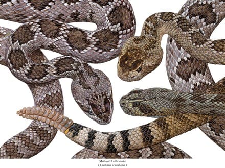 A group of snakes that are sitting on the ground.