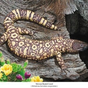 A lizard is sitting on the bark of a tree.