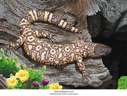 A lizard is sitting on the bark of a tree.