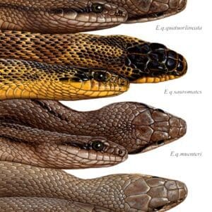 A group of different types of snakes with their heads in each.