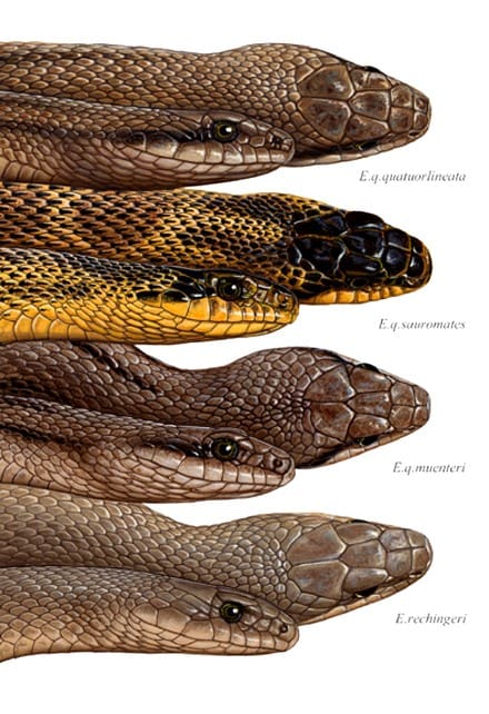 A group of different types of snakes with their heads in each.