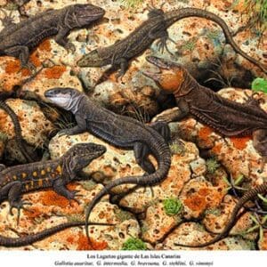 A group of lizards sitting on top of rocks.