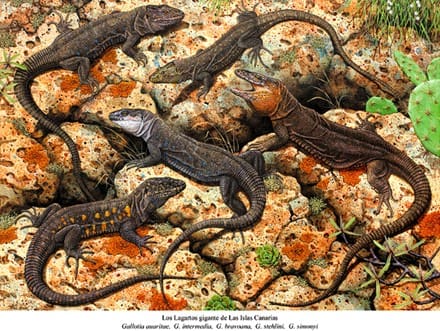 A group of lizards sitting on top of rocks.