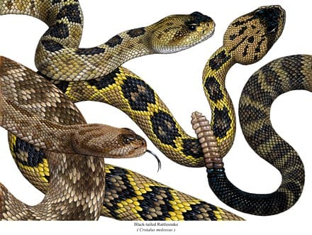 A group of snakes that are sitting on the ground.