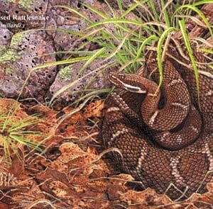 A close up of a snake in the grass