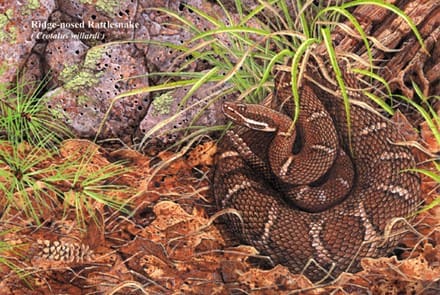 A close up of a snake in the grass